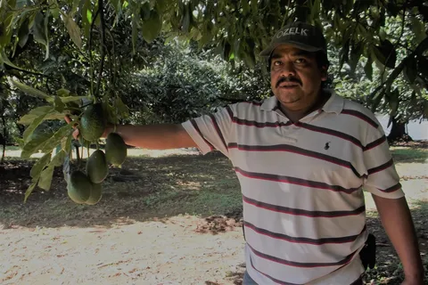 Michoacán: el tour del aguacate