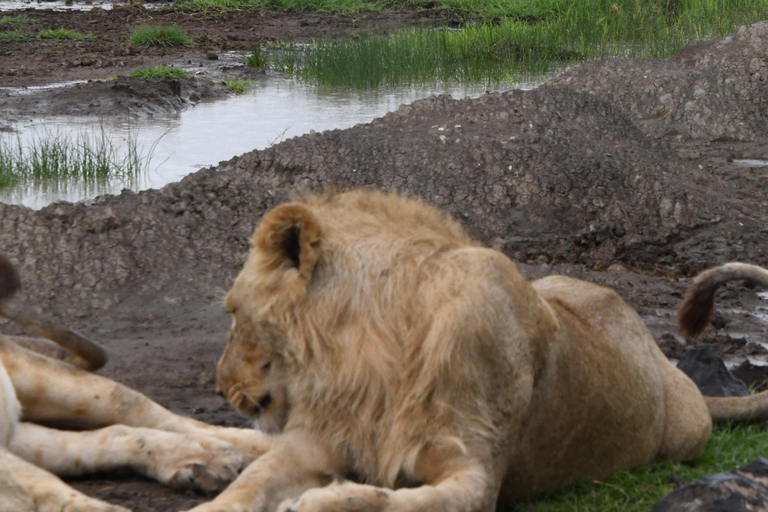Arusha: 4-daagse Ngorongoro en Serengeti kampeersafari