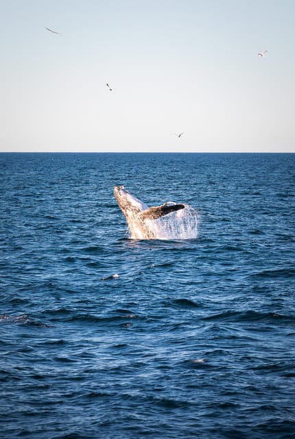 Sydney: Whale Watching Cruise | GetYourGuide