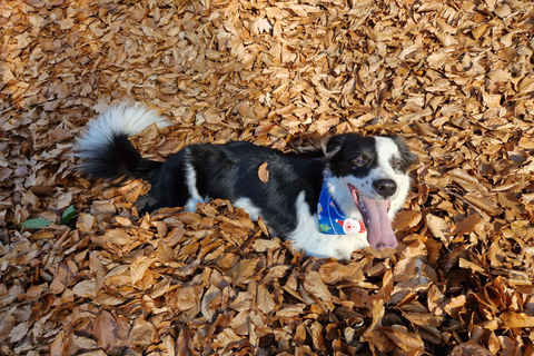 Ride Brașov’s Wild Trails with Daisy & Taste Local Life