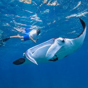 Nusa Penida: Private Boat Snorkeling Tour With Manta Ray