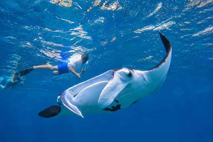 Nusa Penida: Private Schnorchel-Bootstour mit Mantarochen. Foto: GetYourGuide