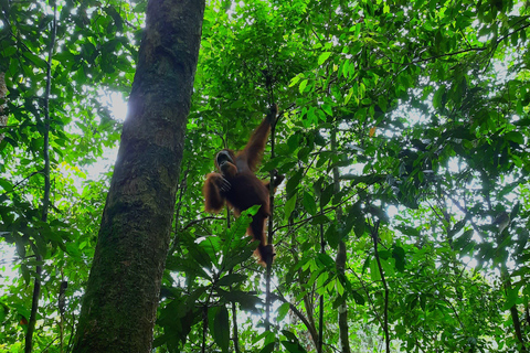 3D2N Orangutan Expedition:from Bukit Lawang "3-Day Orangutan Expedition & Jungle Camping in Bukit Lawang
