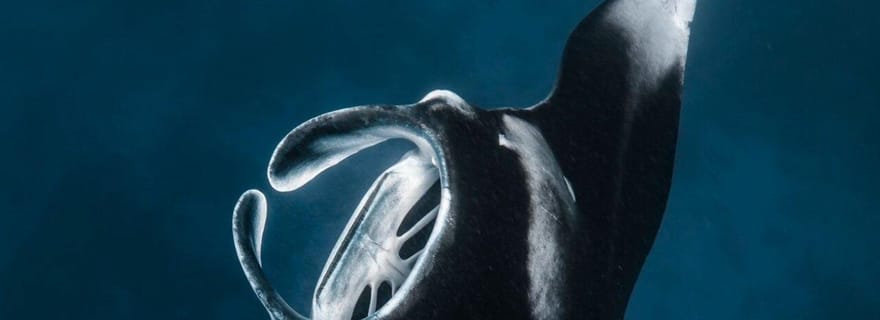 Nusa Penida : plongée avec tuba dans 3 sites avec GoPro et excursion en paddle dans la mangrove