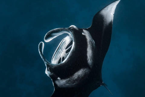 From Bali: Private Boat Nusa Penida 3-Spots Manta Snorkeling Start from Bali with Meeting Point at Sanur Port