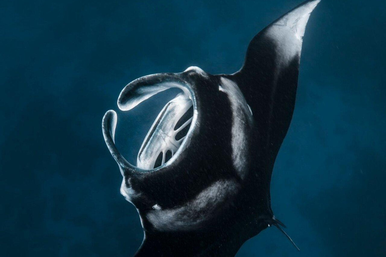 From Bali: Private Boat Nusa Penida 3-Spots Manta Snorkeling Start from Bali with Meeting Point at Sanur Port