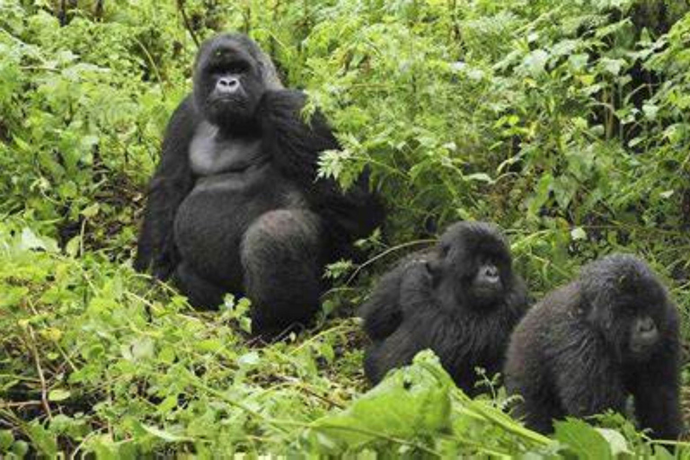 Bwindi: 4 dagars gorillahabitat och vandring i Bwindi