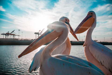 Walvis Bay: Marine Cruise with Beach Lunch