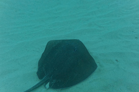 Mirissa: Scuba Diving Experience & Refreshments for Beginner