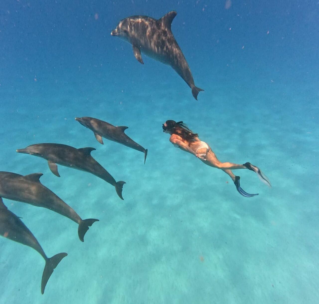 Mnemba Island: Halbtägige Bootstour mit Delfinschwimmen und Schnorcheln