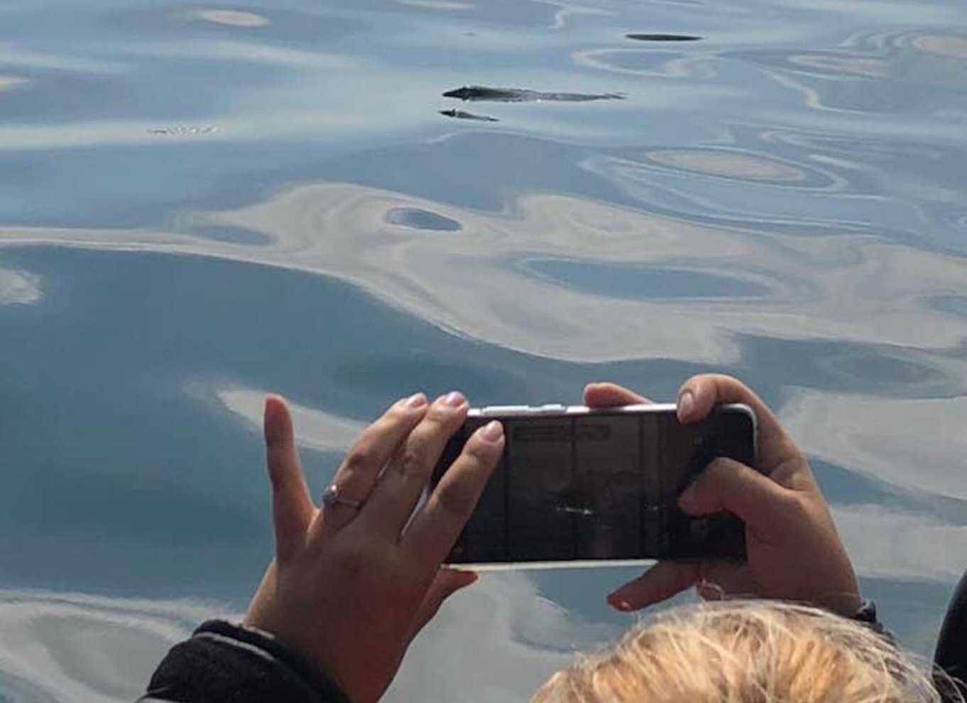 Fra Saint John: Hvalsafari i Saint Andrews