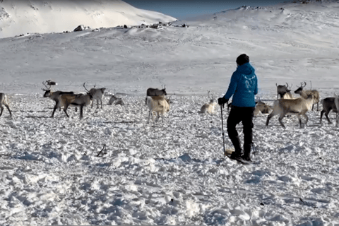 Tromsø: Snowshoeing with Reindeer