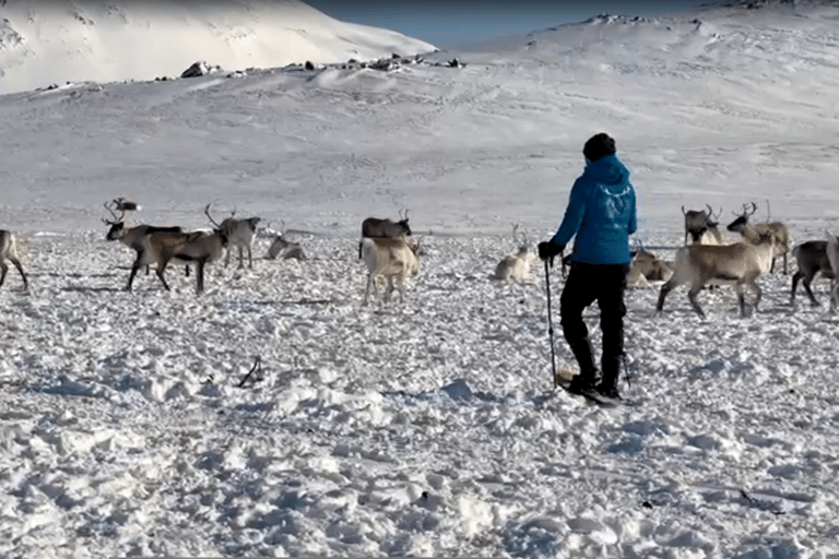 Tromsø: Snowshoeing with Reindeer