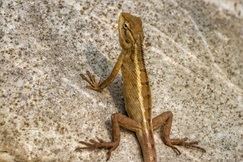 Bangalore to Jim Corbett: 2-Day Safari Adventure via Delhi All-Inclusive tour