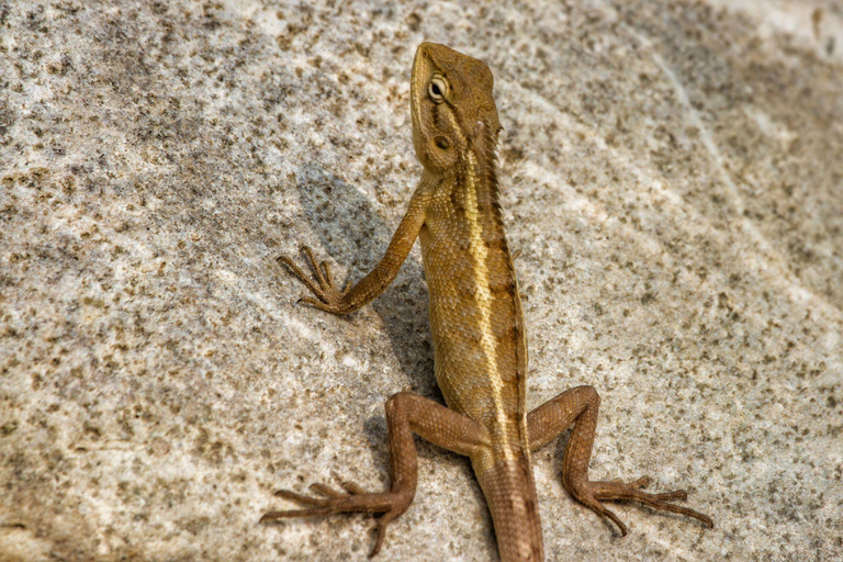 Bangalore to Jim Corbett: 2-Day Safari Adventure via Delhi All-Inclusive tour