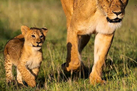 Tsavo East National Park: 3-Day Safari with Accommodation