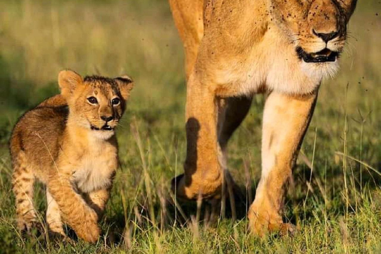 Tsavo East National Park: 3-Day Safari with Accommodation