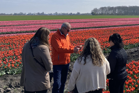 Amsterdam: Tulip Fields Day Tour with Lunch & Windmill