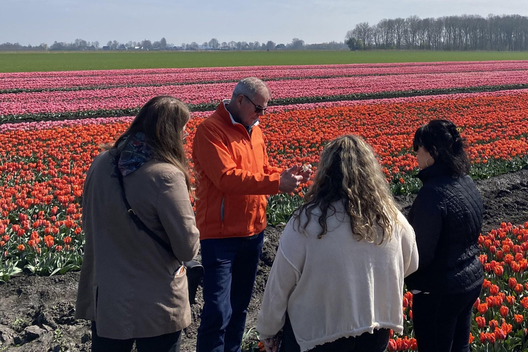Amsterdam: Tulip Fields Day Tour with Lunch & Windmill