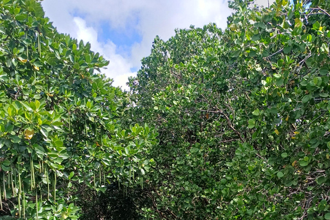 UZI ISLAND MANGROVE CONSAVATION WITH KAYAK TOUR PRIVATE TOUR WITH TRANSFER INCLUDED