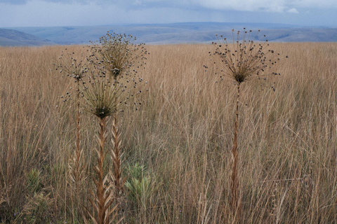From São Paulo: 5-Day Serra da Canastra Wildlife Safari