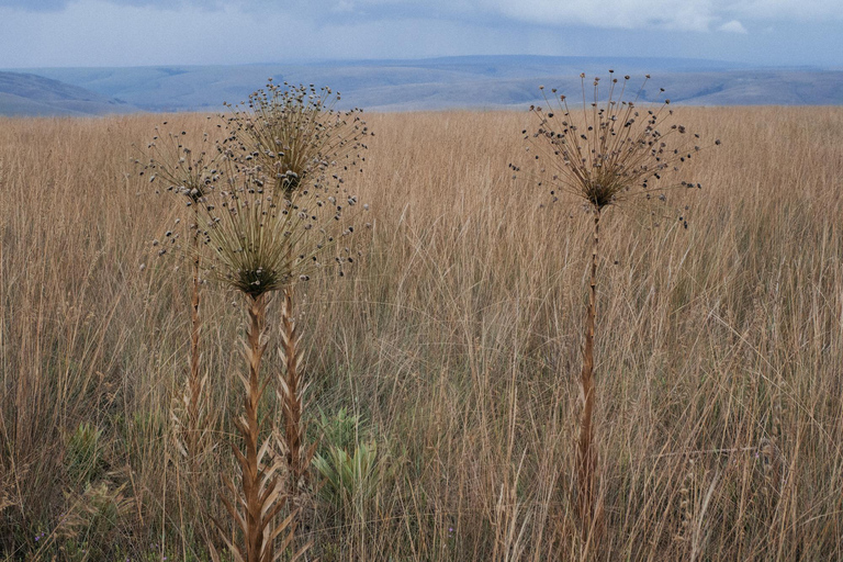 From São Paulo: 5-Day Serra da Canastra Wildlife Safari