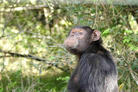 2-Day Ol Pejeta Safari with Chimps & Big Five