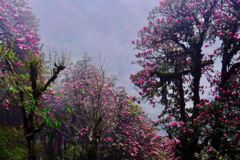 Pokhara: 4-Day Ghorephani and Poon Hill Private Trek