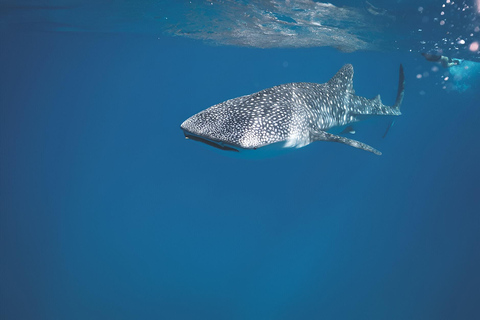 Whale Shark Snorkeling in La Paz, BCS.