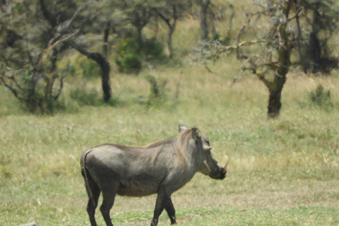 Private Nairobi National Park Drive in 4*4 landcruiser