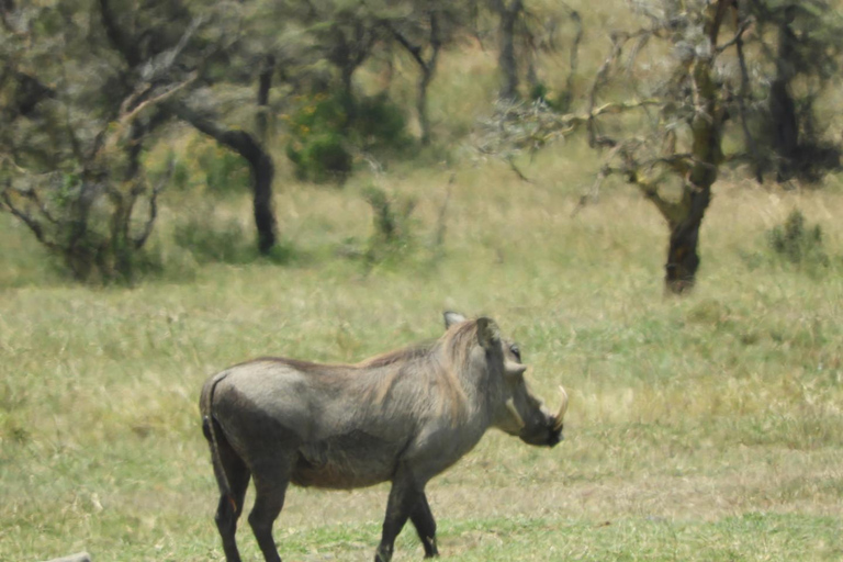 Private Nairobi National Park Drive in 4*4 landcruiser