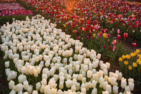 Tulip Experience and Tulip Fields Tour from Amsterdam