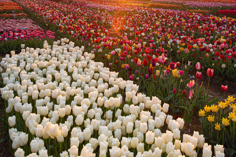 Tulip Experience and Tulip Fields Tour from Amsterdam