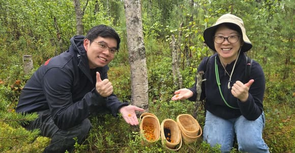 Arctic berry picking near Rovaniemi