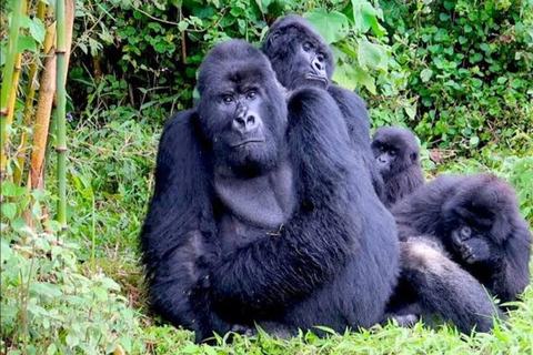 Rwandas alla skönheter - 14 dagars dagsutflykt genom landet