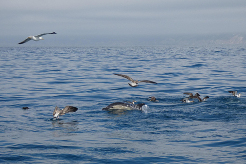 Sesimbra: Tour in barca per l&#039;osservazione dei delfini di Arrábida con biologoSesimbra: Tour in barca con biologo per l&#039;osservazione dei delfini di Arrábida