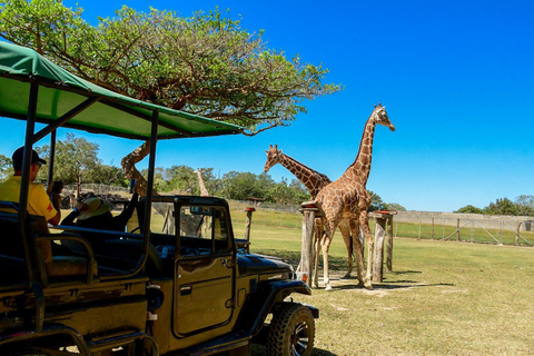 Wild Day: Animals & Adventure Safari from San Jose