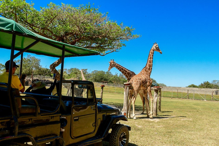 Wild Day: Animals & Adventure Safari from San Jose