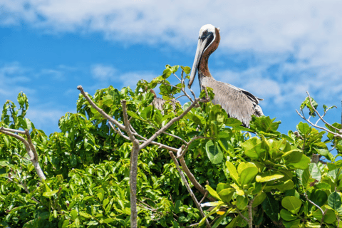 Punta Cana: Valskådning och rundtur i Los Haitises nationalpark