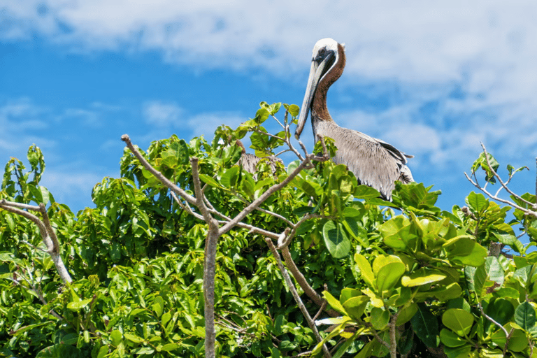 Punta Cana: Wycieczka po naturalnych basenach Los Haitises i Caño Hondo