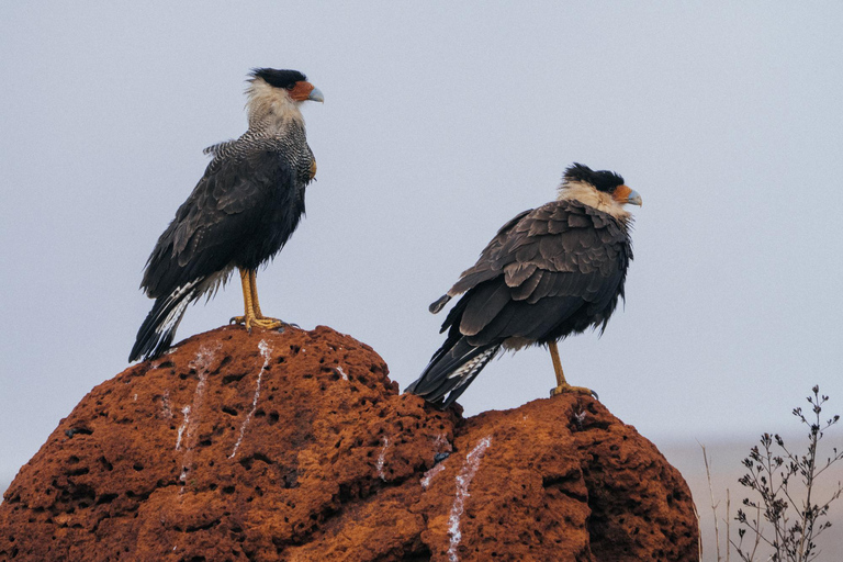 From São Paulo: 5-Day Serra da Canastra Wildlife Safari