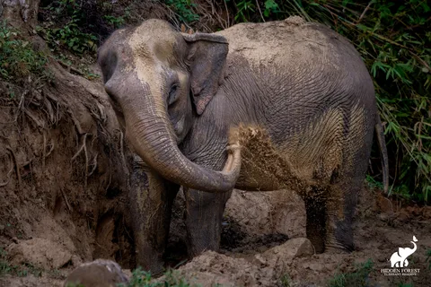 Phuket: Hidden Forest Elephant Reserve med måltid og transport
