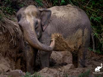 Phuket: Hidden Forest Elephant Reserve mit Mahlzeit & Transfer