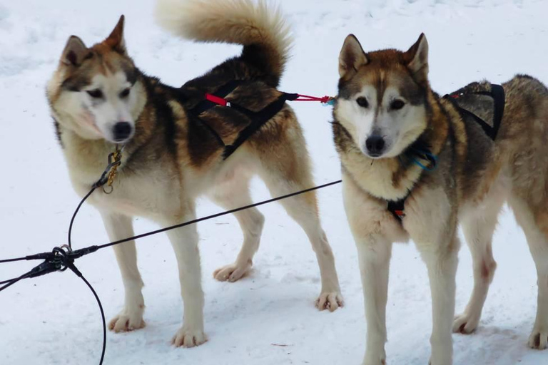 Rovaniemi: Santa Claus Village & Husky Ride Experience