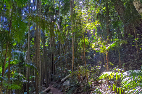 Vanuit Brisbane: Tamborine Mountain en Paradise Point Tour