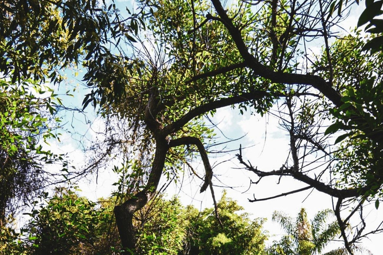 Half-Day Birdwatching in Buenos Aires