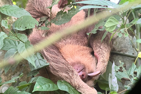 From San José: La Fortuna Sloths & Hot Springs Tour
