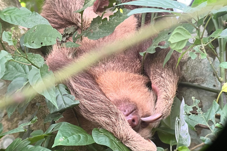 From San José: La Fortuna Sloths & Hot Springs Tour