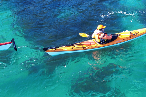 Auckland: Tiritiri Matangi Island Kayak Tour