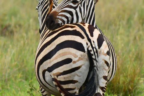 Safari in Tarangire National Park (Add-on Tanzania)